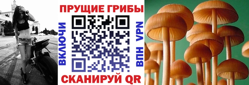Галлюциногенные грибы мицелий Снежногорск